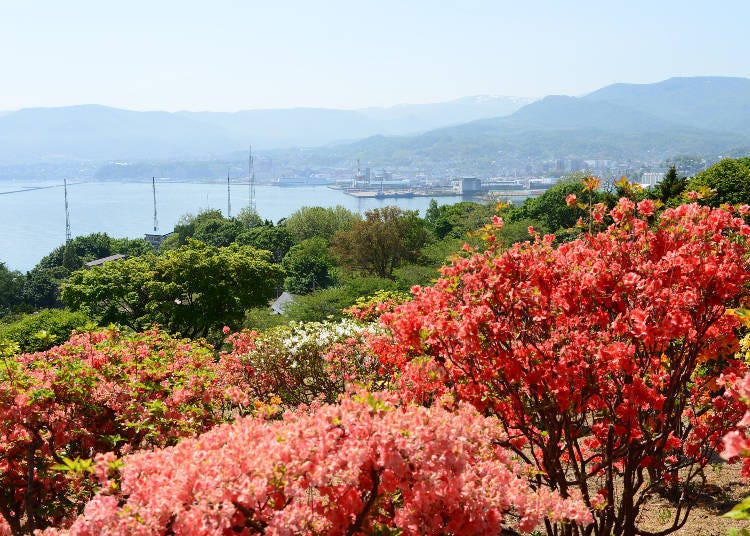 北海道道央红叶景点④位于小樽山丘上的「手宫公园」（小樽）