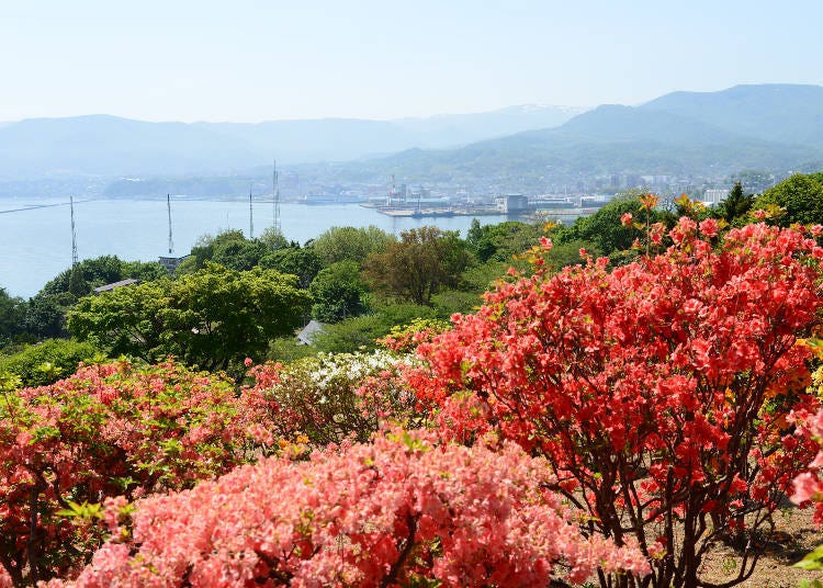 北海道道央紅葉景點④位於小樽山丘上的「手宮公園」（小樽）