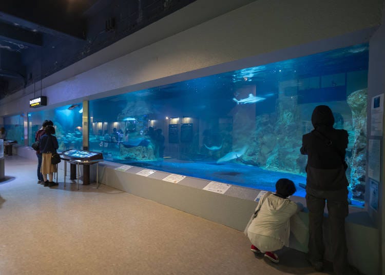 The Largest and Panoramic Fish Tank is Here!