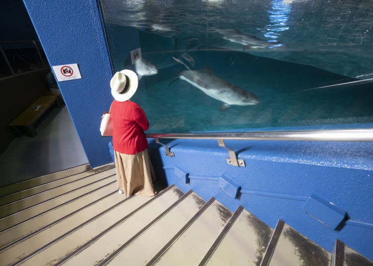 Go down the steps or slope next to the pool and you will be able to observe the harbor porpoise at eye level.