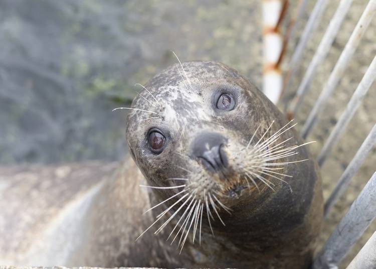 Most of the seals reared here are spotted seals. Currently, there are 29 of them