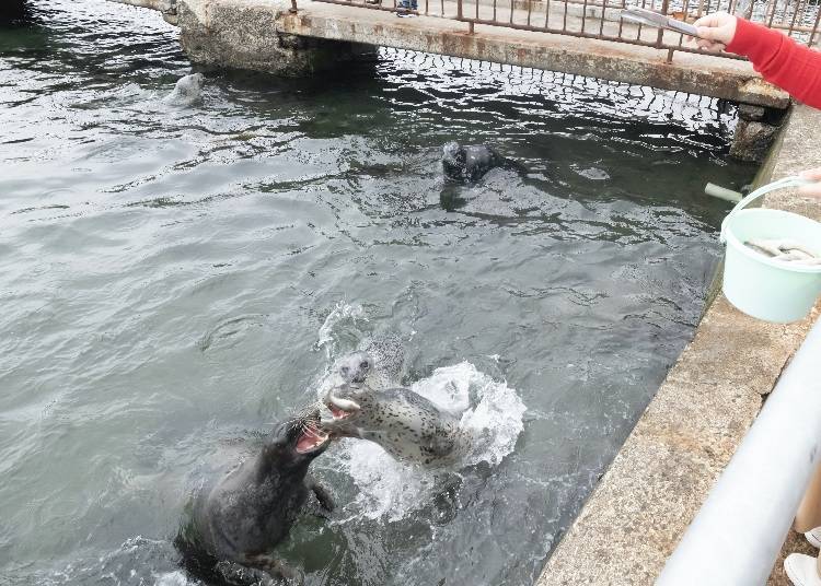 Wild seals do not usually bark, but they do when asking for food