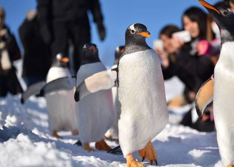 You may feel tempted to reach out to the penguins, but please avoid touching them