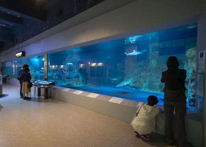 おたる水族館 見どころガイド 言うこと聞かないペンギンに 人懐っこいアザラシも Live Japan 日本の旅行 観光 体験ガイド