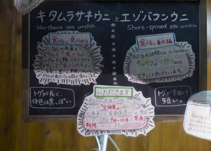 おたる水族館 見どころガイド 言うこと聞かないペンギンに 人懐っこいアザラシも Live Japan 日本の旅行 観光 体験ガイド