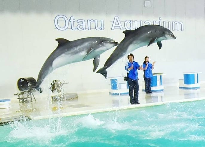 おたる水族館 見どころガイド 言うこと聞かないペンギンに 人懐っこいアザラシも Live Japan 日本の旅行 観光 体験ガイド
