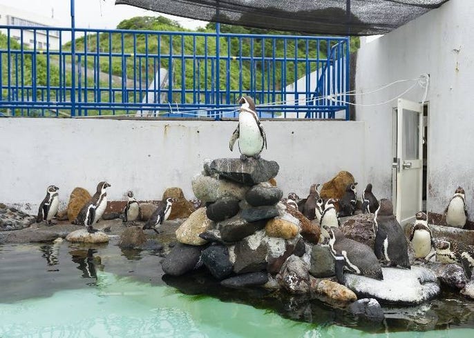 おたる水族館 見どころガイド 言うこと聞かないペンギンに 人懐っこいアザラシも Live Japan 日本の旅行 観光 体験ガイド