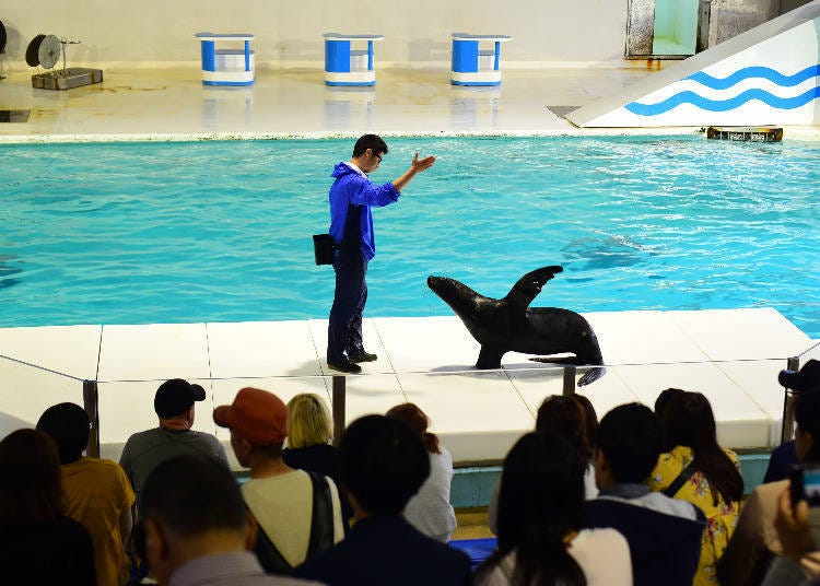 小樽水族館看點⑤海豚與南海獅的表演秀