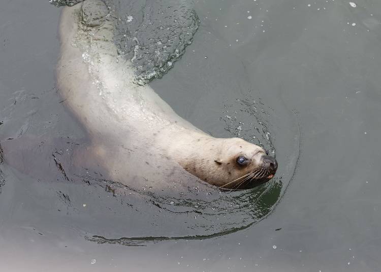 小樽水族館看點⑧北海獅的跳躍也不容錯過