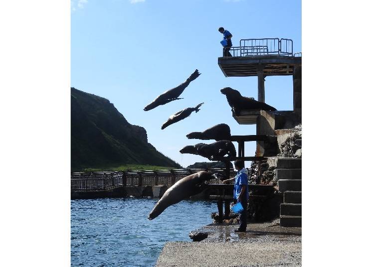 在表演秀登場的北海獅都是男生喔，巨大身形的跳躍超級震撼！