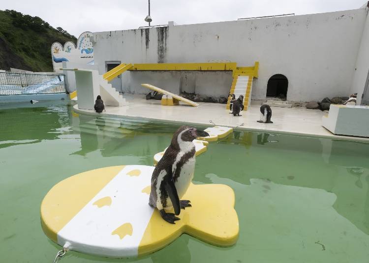小樽水族館看點⑨也太自由！？也不要漏看熱門的企鵝表演秀