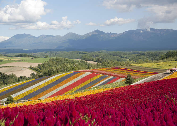 Guide to Hokkaido's Shikisai-no-Oka: Gorgeous Flower Fields and Scenic Hills!