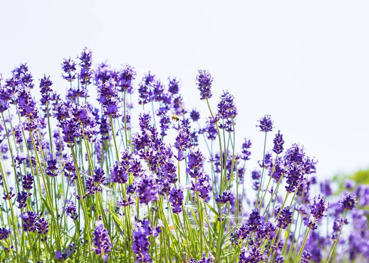 Enjoy the scent of lavender