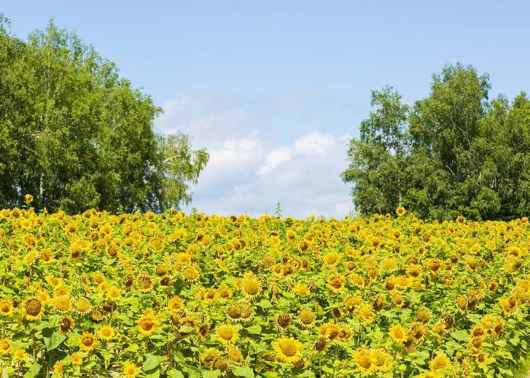 Sunflower field