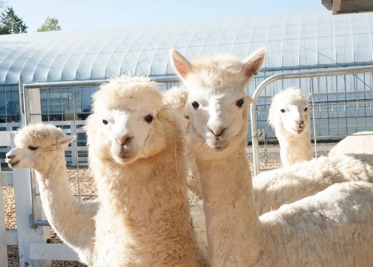 Also enjoy the Shikisai-no-Oka Alpaca Ranch