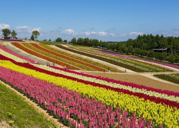 北海道・美瑛「四季彩の丘」の魅力を徹底紹介！色とりどりの花畑にグルメや宿泊も
