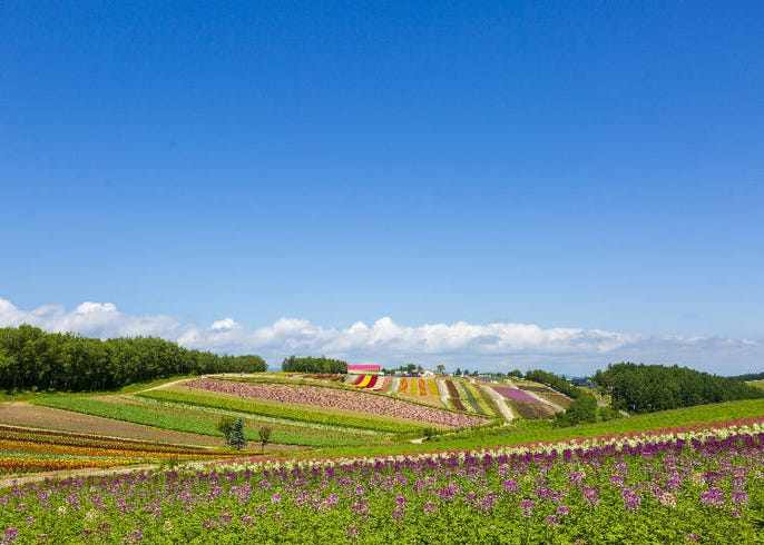 北海道 美瑛 四季彩の丘 の魅力を徹底紹介 色とりどりの花畑にグルメや宿泊も Live Japan 日本の旅行 観光 体験ガイド