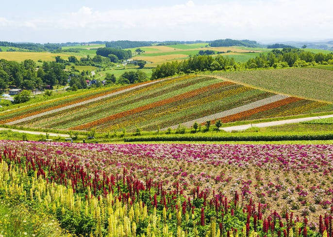 北海道美瑛 四季彩之丘 懶人包 交通方式 最佳賞花期 美食 住宿 Live Japan 日本旅遊 文化體驗導覽