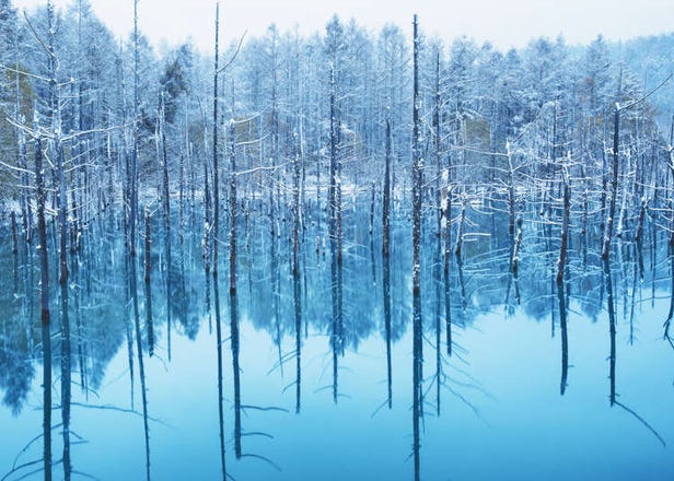 Hokkaido's Shirogane Blue Pond: Top Tips For Visiting Biei's Mystical Spot