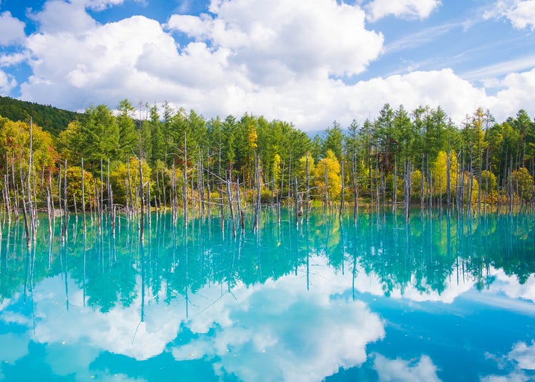 Hokkaido's Shirogane Blue Pond: Top Tips For Visiting Biei's Mystical Spot  | LIVE JAPAN travel guide