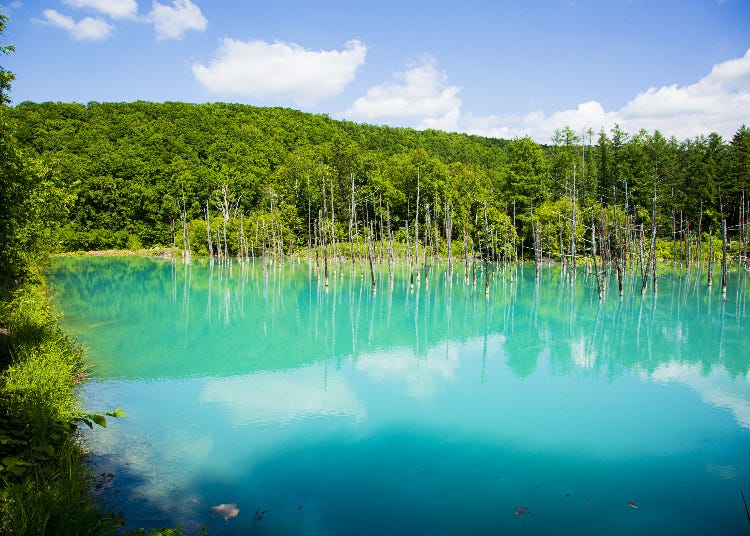 美瑛 白金青い池 見どころ完全ガイド 撮影のベストな時間帯やポイントは Live Japan 日本の旅行 観光 体験ガイド