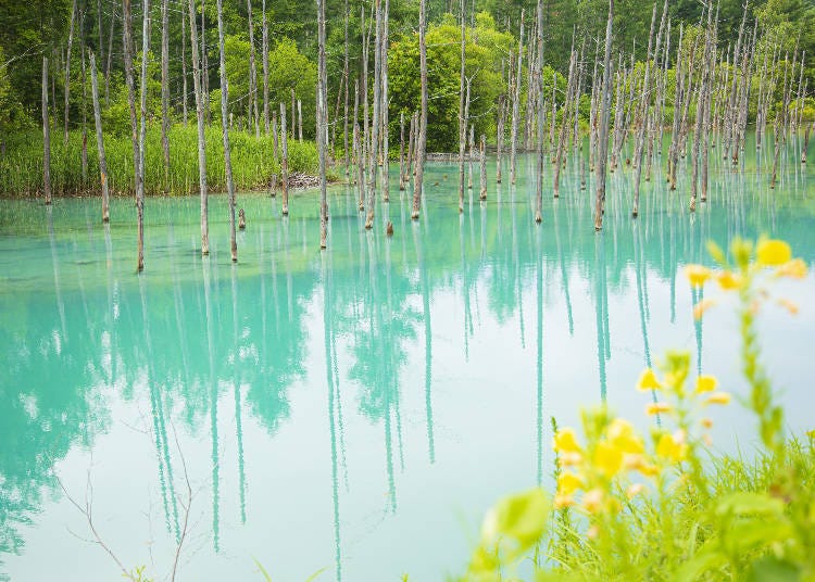 お花越しに撮影した青い池