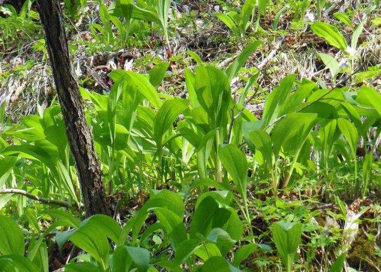 The alpine leek