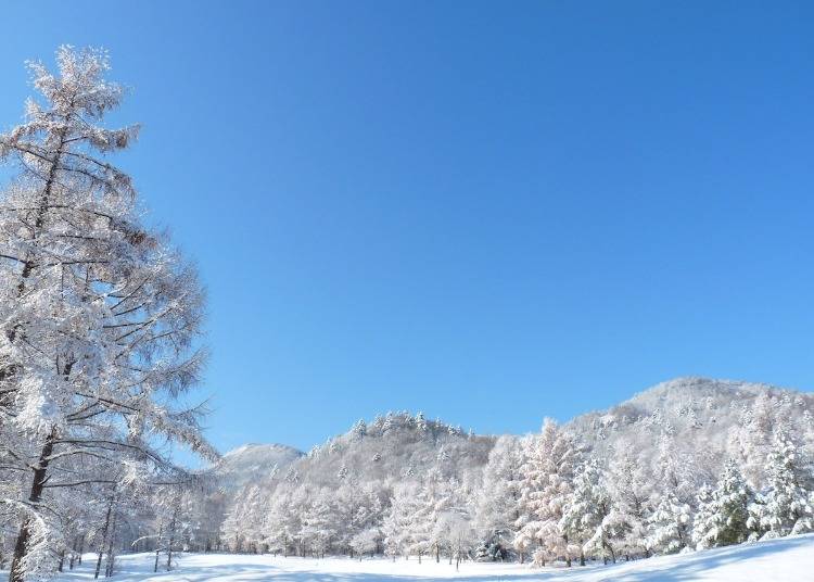 前往富良野滑雪場的交通方法是？