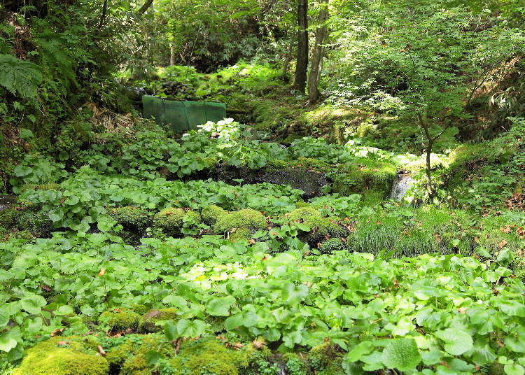 Wasabi field at Fujisaki Wasabi Garden