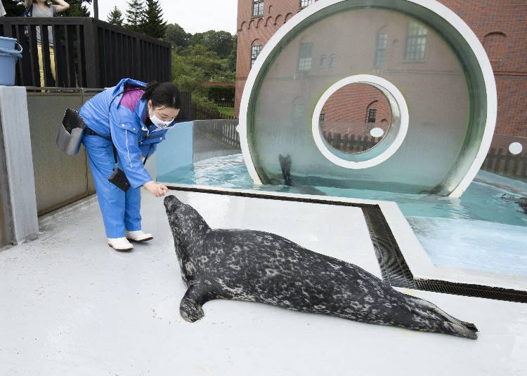 Seal meal time!