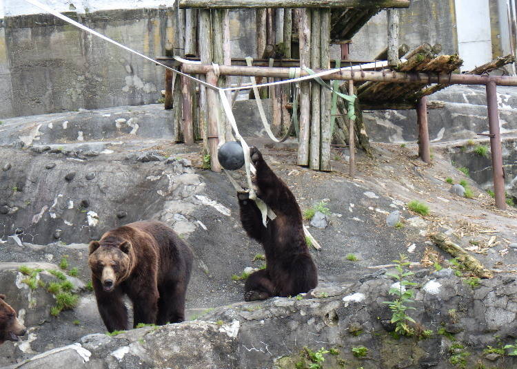 Here's a bear munching on some food that slowly comes out from a float ball!