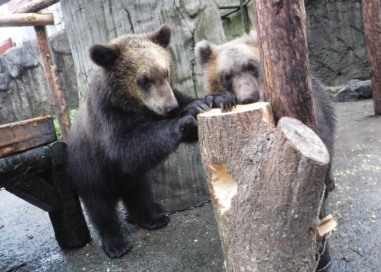 Treats can be found inside tree trunks as well