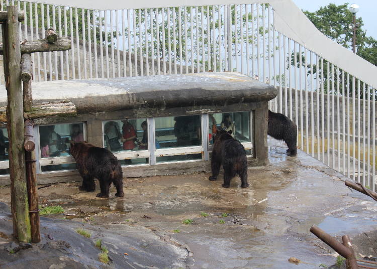 Up close and personal with the bears!