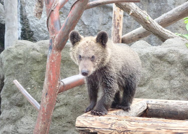 2020年誕生的母棕熊，名叫「Ace」