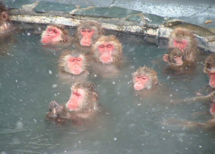 2. Hot-Tubbing Monkeys at Hakodate City Tropical Botanical Garden