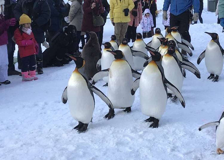 9. 旭山动物园的热门活动「企鹅散步」