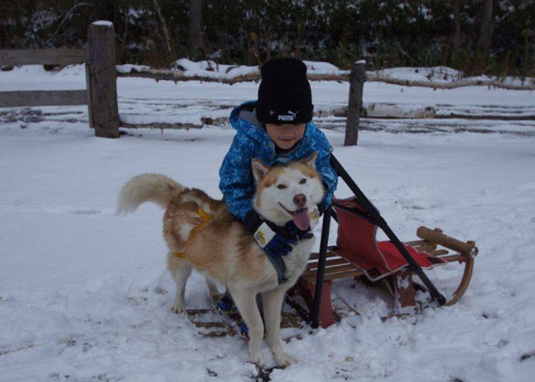 4. Dog sledding & riding on the snow in Sapporo City