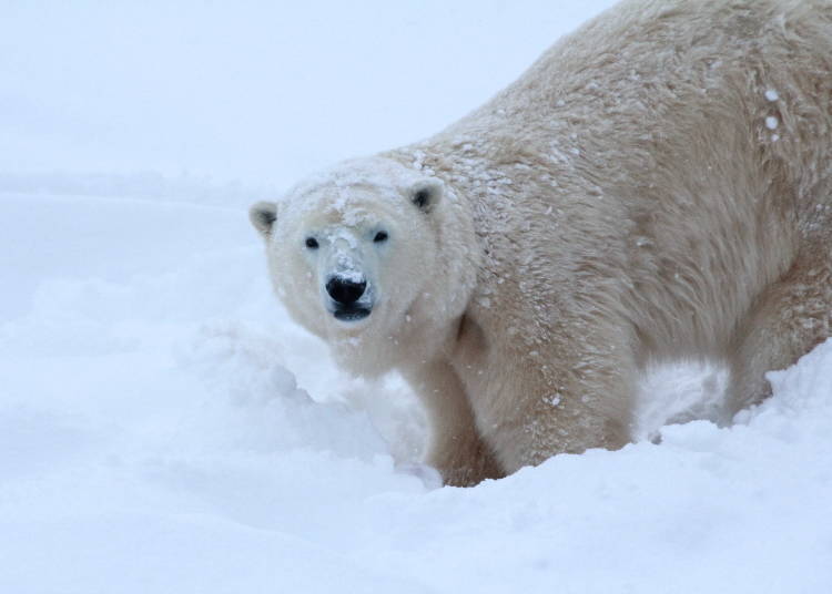 Photo courtesy of Maruyama Zoo, Sapporo