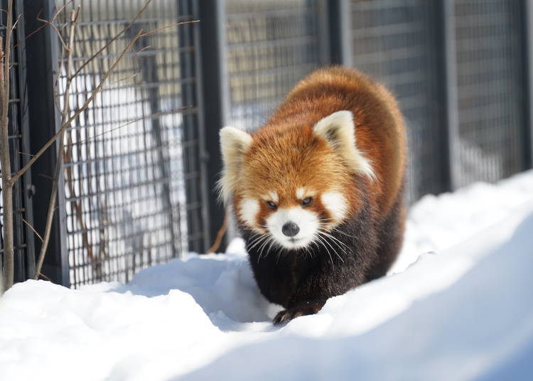 Red panda / Photo courtesy of Maruyama Zoo, Sapporo