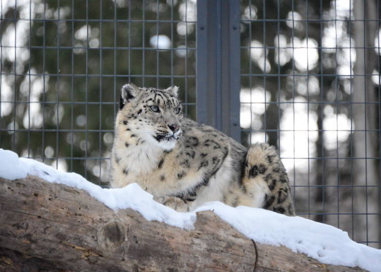 雪豹 照片提供：札幌市圓山動物園