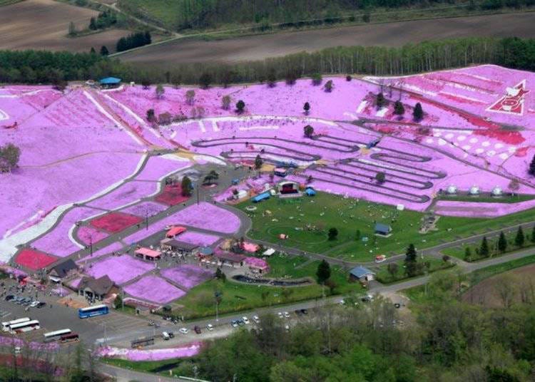 Shibazakura Park Hokkaido: The Ground Comes Alive With the Colors of Sakura