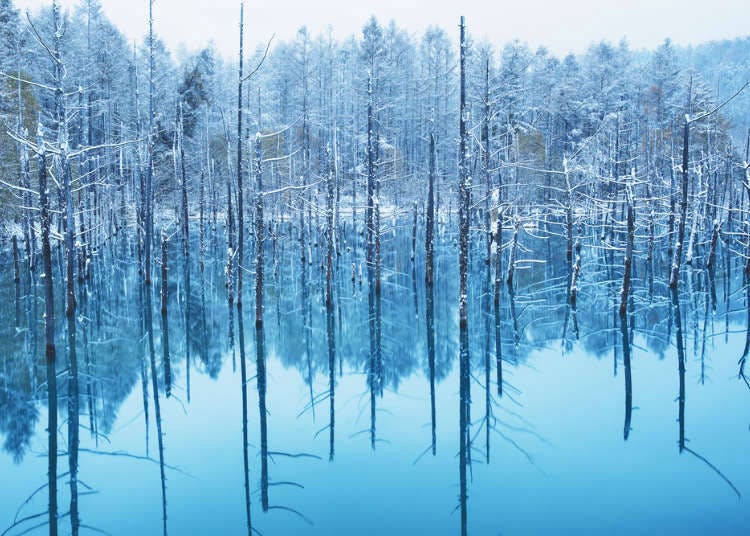 Hokkaido's Shirogane Blue Pond: Stunning Seasonal Tips For Biei's Mystical Spot