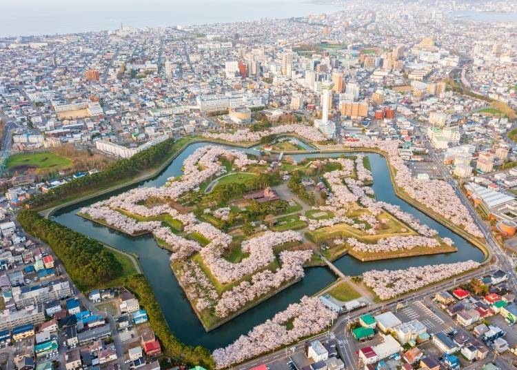 The area around Fort Goryokaku turns pink with spring cherry blossoms. Photo: PIXTA