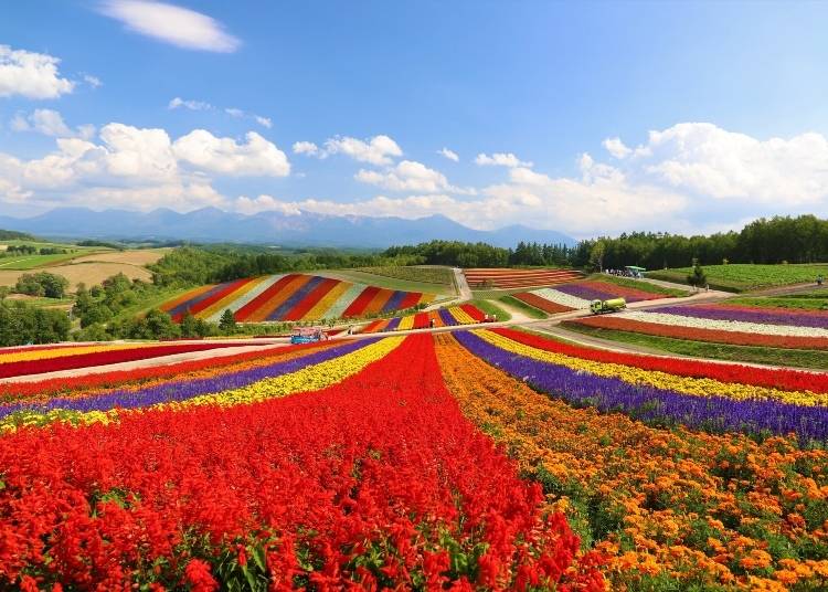 Flower fields are a huge draw in Furano. Photo: PIXTA
