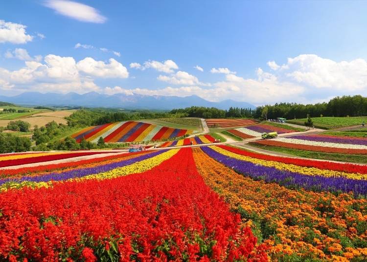 Flower fields are a huge draw in Furano. Photo: PIXTA