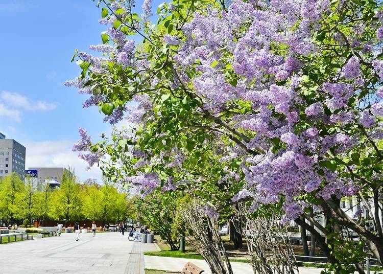 Lilacs blooming in Odori Park