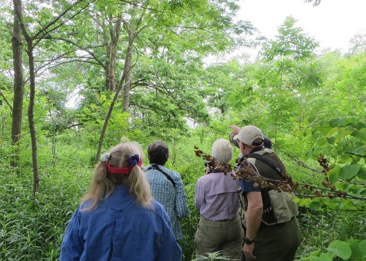 Summer birdwatching near Lake Shikotsu  (C) Mark Brazil