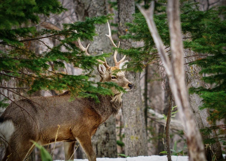 Promoting Adventure Travel in Hokkaido