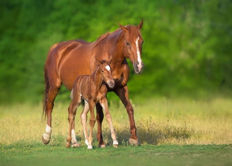 8. Meet Adorable 'Tonekko' Horses