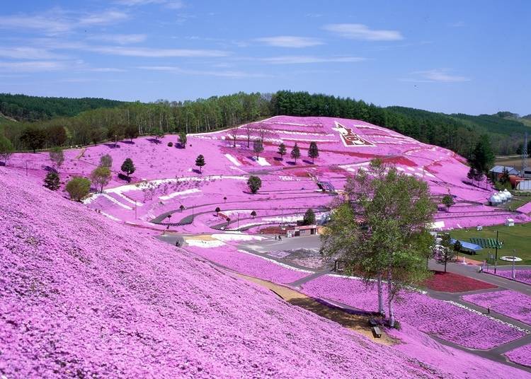 Over 10 hectares (24 acres) are completely covered by blooming moss phlox in Higashimokoto Shibazakura Park.